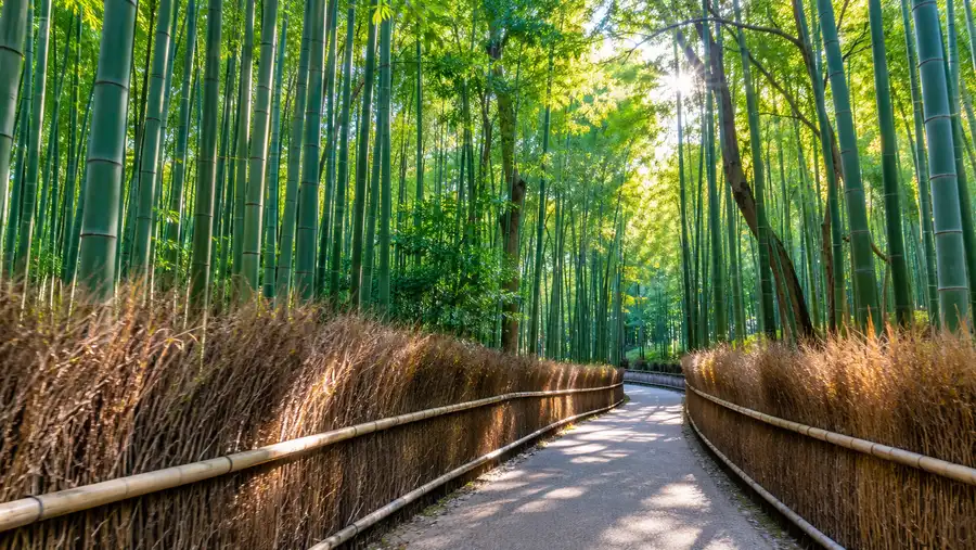 Arashiyama Bamboo Forest Itinerary: Plan Your Visit & Transport