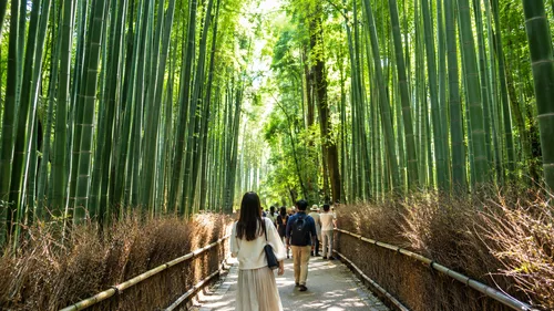 Enter the Bamboo Grove