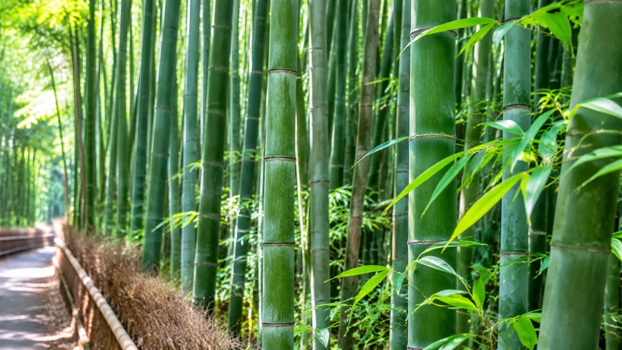 Beyond Arashiyama: Other Bamboo Forests in Japan