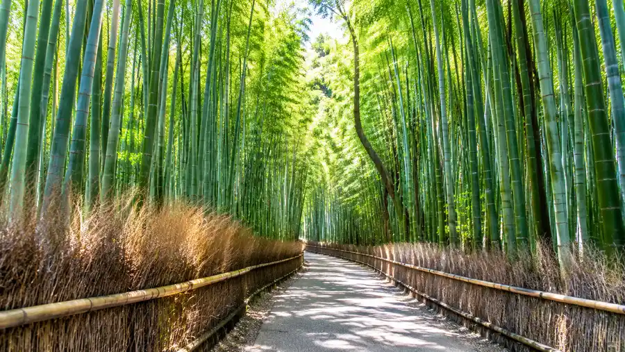 arashiyama bamboo forest